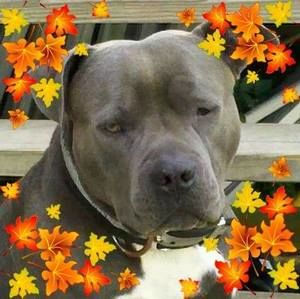 Meet your Posher, Dion